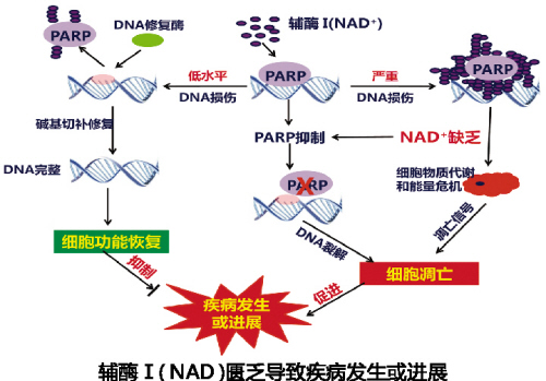 欧博ABG(中国)有限公司官网