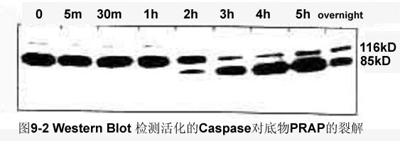 欧博ABG(中国)有限公司官网