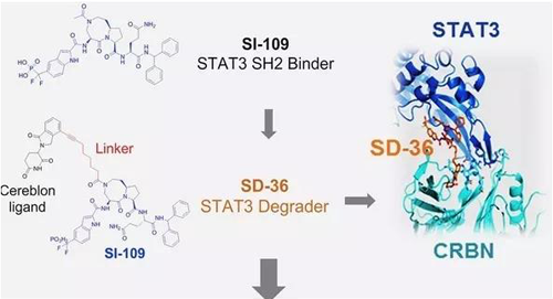 结构优化获得的SH2团结分子SI-109与CRBN团结，，，，，，，，获得SD-36