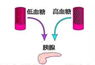 调理血糖稳态，，，，，，，，GK负重前行