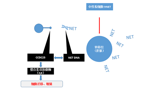 除了纯粹的捕获，，，，，NET DNA与CCDC-25的团结还增强了癌细胞的侵袭行为，，，，，增进了癌症的肝转移。。。。。