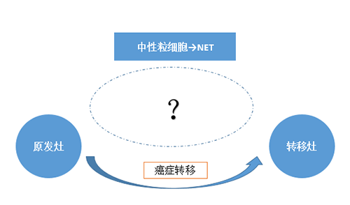 NET可能会通过某些方法“捕获”或“叫醒”癌细胞，，，，，从而造成癌细胞的迁徙。。。。。