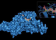 Science重磅！一种“分子铰剪”怎样成为COVID-19药物的主要靶标？？？？？？？