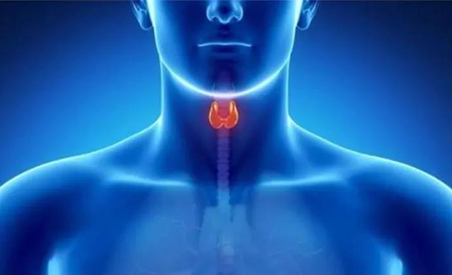 Science速递 | 揭开甲状腺的神秘面纱，，，，，开启代谢药物新征程