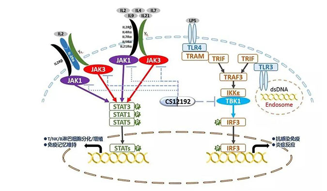 自身免疫疾病或迎新疗法！欧博ABG助力微芯生物CS12192获批FDA