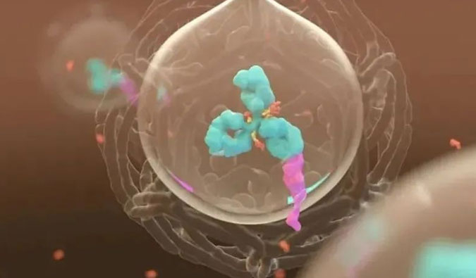 美研 | ADC，，，，，为靶向给药而精准深耕