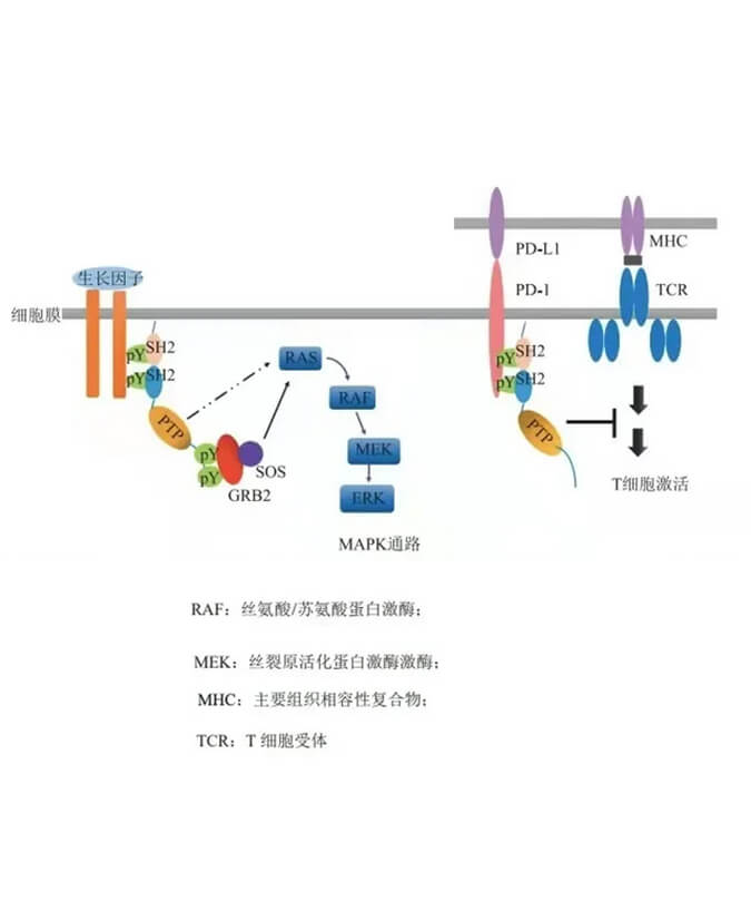 欧博ABG助力凌达生物SHP2变构抑制剂RG001片获批临床.jpg