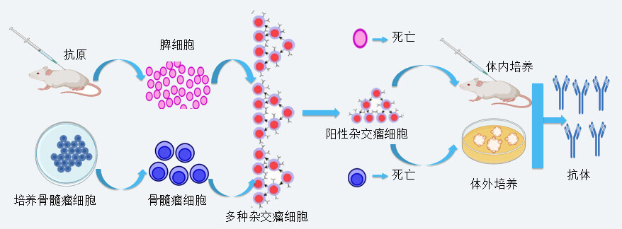 欧博ABG抗体开发手艺