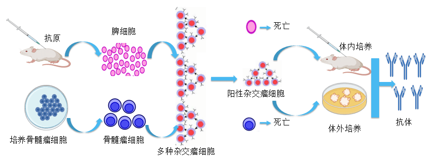 欧博ABG抗体开发平台.png