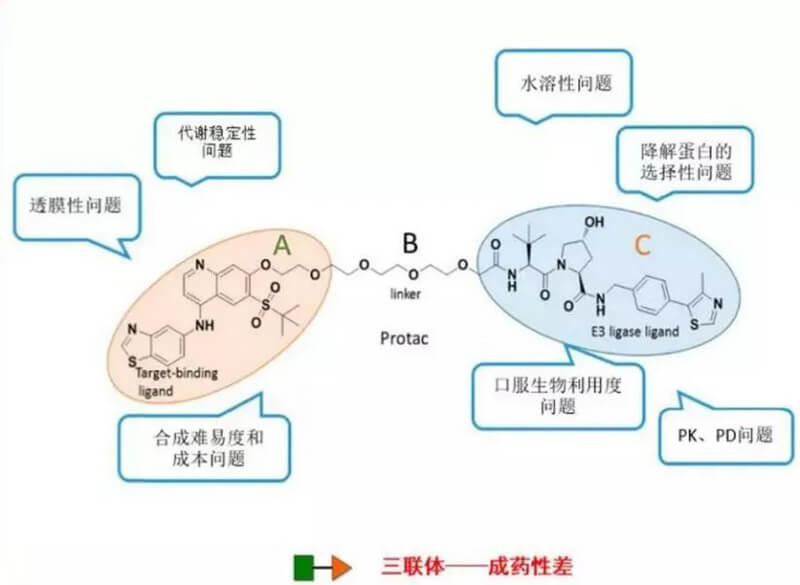 PROTAC分子量较大，，，，，，，，消融性较差.jpg