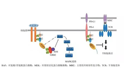 欧博ABG助力凌达生物SHP2变构抑制剂RG001片获批临床.jpg