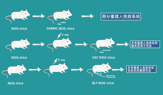 评价肿瘤药物的动物药效模子，，，，，你选对了吗.jpg
