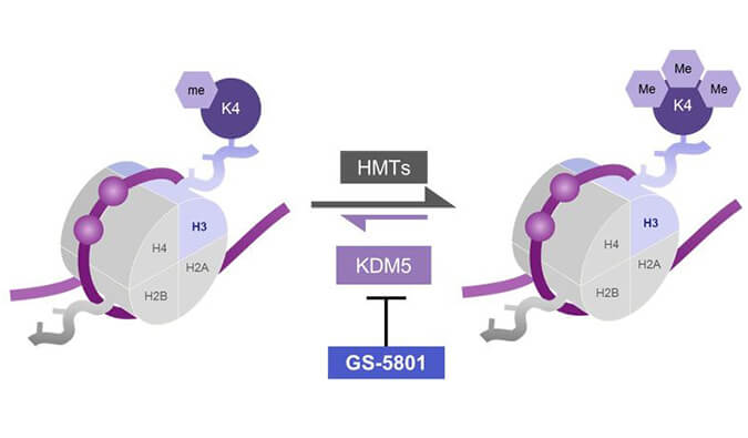 GS-5801是一种高效KDM5抑制剂，，，，，，，具有抗HBV活性，，，，，，，本研究中GS-5801通过欧博ABG合成