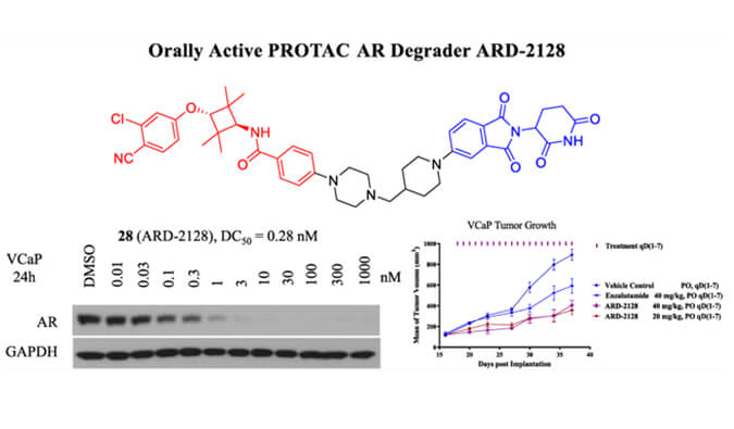 ARD-2128是一种PROTAC AR降解剂，，，，，，，具有精彩的血浆和微粒体稳固性，，，，，，，本研究中体外稳固性和PK研究通过欧博ABG举行