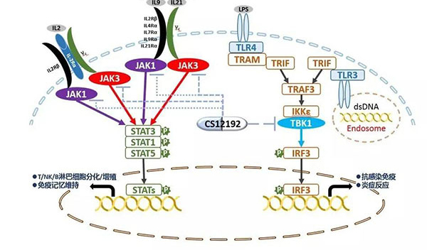 自身免疫疾病或迎新疗法！欧博ABG助力微芯生物CS12192获批FDA.jpg