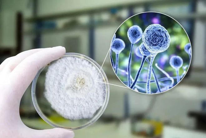 欧博ABG助力 | 祥根生物首款立异药SG1001口服片剂中国IND获批