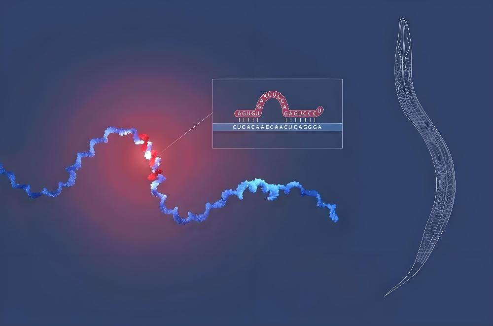 miRNA成诺贝尔奖明星分子，，，，，欧博ABG正全速赋能核酸药物研发