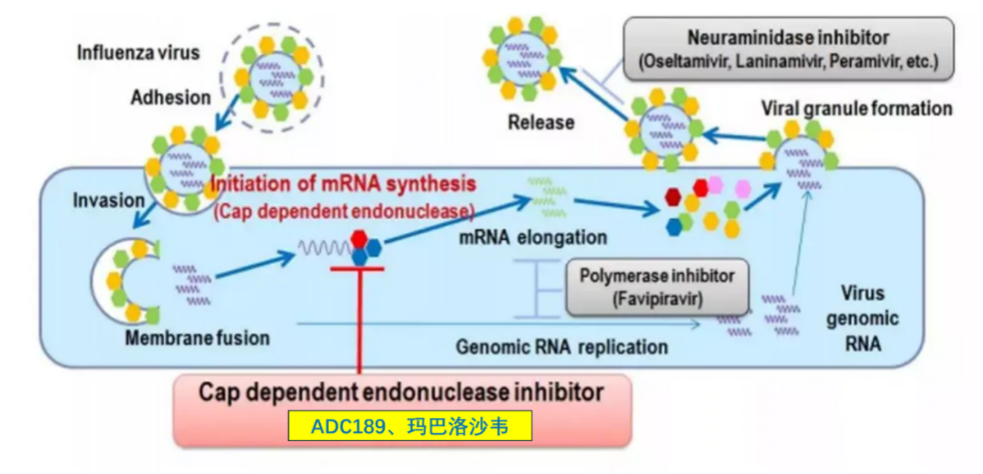 欧博ABG祝贺 | 安帝康生物抗流感立异药玛氘诺沙韦儿童顺应症III期临床研究完玉成部患者入组