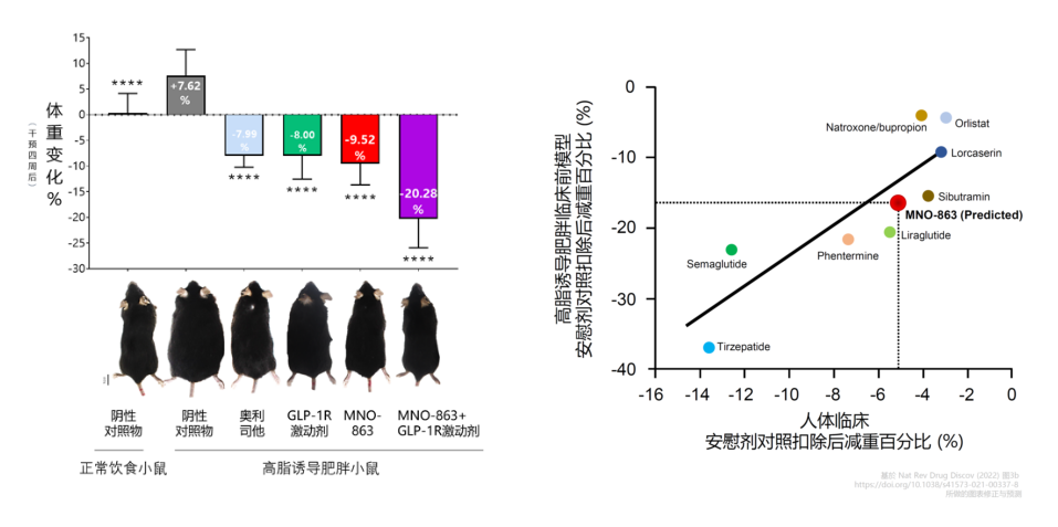 4周降低近10%体重！欧博ABG助力慕恩生物MNO-863活菌生物药获批临床