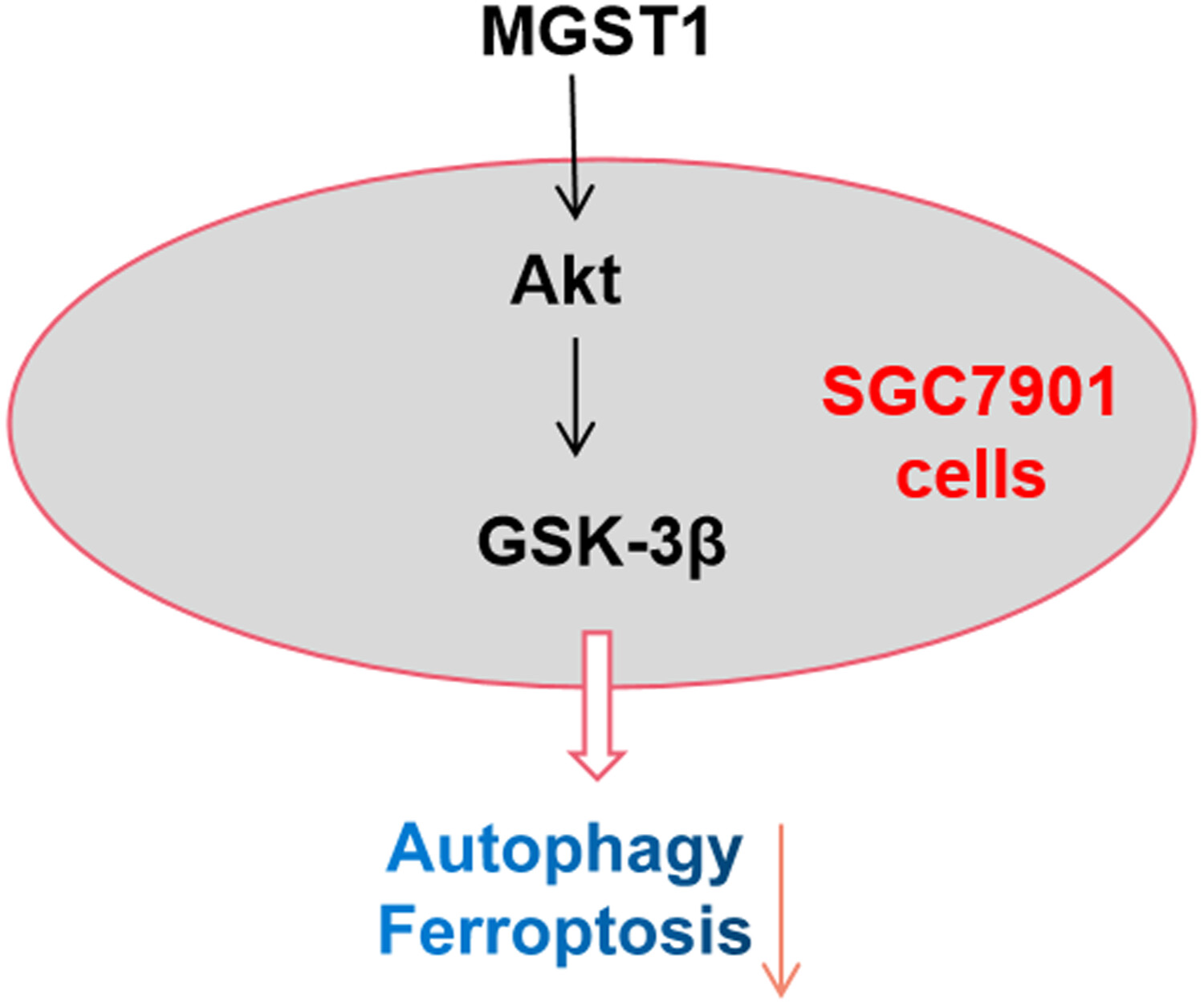 MGST1过表达通过激活Akt/GSK-3β信号通路诱导胃癌细胞增殖，，，，，，，本研究中MGST1过表达等体外实验通过欧博ABG举行